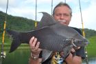 Black Carp