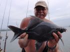 Black Carp