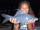 Black Carp