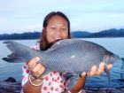 Black Carp