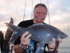 Black Carp