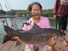 Rohu