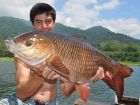 Rohu