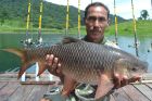 Rohu