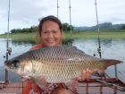 Rohu