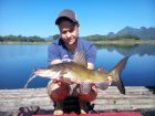 Yellow Catfish