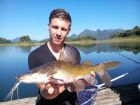 Yellow Catfish
