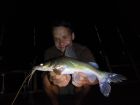Yellow Catfish