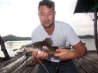 Yellow Catfish