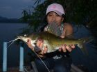 Yellow Catfish