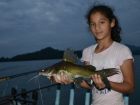 Yellow Catfish