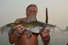 Yellow Catfish