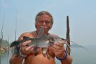 Yellow Catfish