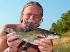 Yellow Catfish