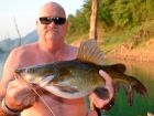 Yellow Catfish