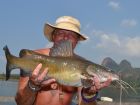 Yellow Catfish