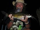 Yellow Catfish