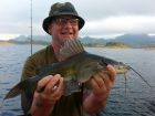 Yellow Catfish