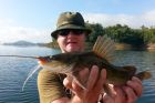 Yellow Catfish