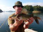 Yellow Catfish