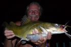 Yellow Catfish