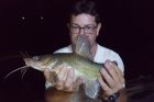Yellow Catfish