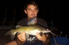 Yellow Catfish