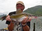 Yellow Catfish