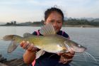 Yellow Catfish