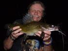 Yellow Catfish