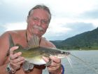 Yellow Catfish