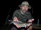 Yellow Catfish