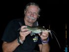 Yellow Catfish