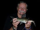 Yellow Catfish