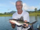 Yellow Catfish