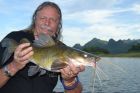 Yellow Catfish