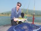 Yellow Catfish