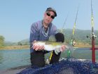 Yellow Catfish