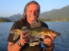 Yellow Catfish