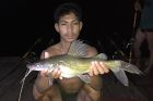 Yellow Catfish