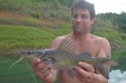 Yellow Catfish