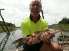Yellow Catfish