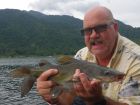 Yellow Catfish