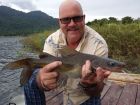 Yellow Catfish