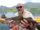 Yellow Catfish