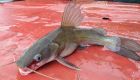 Yellow Catfish