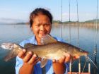 Yellow Catfish