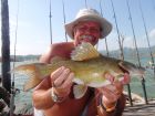 Yellow Catfish