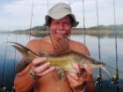 Yellow Catfish