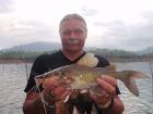 Yellow Catfish